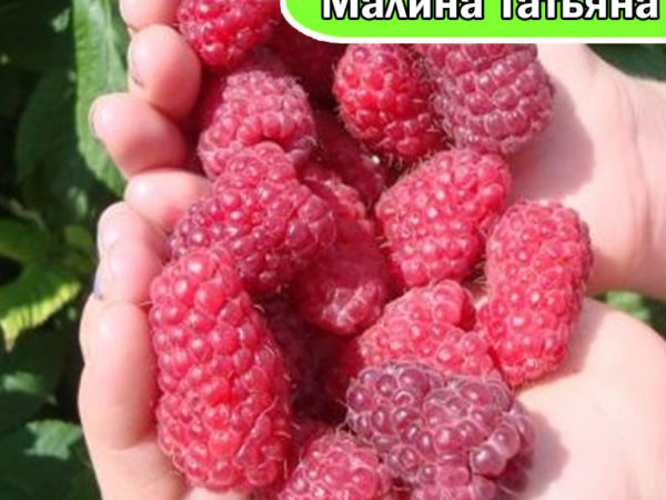 Малина Татьяна